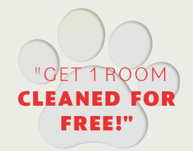 Get 1 room cleaned for free - Pet urine stain and odor removal service.